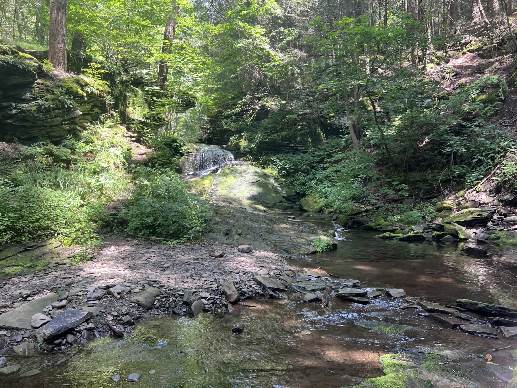 Quiet Catskills creek flowing through mossy rocks and dense summer woods